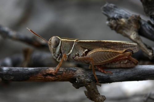 Réf. 312 286 : Calliptamus barbarus barbarus